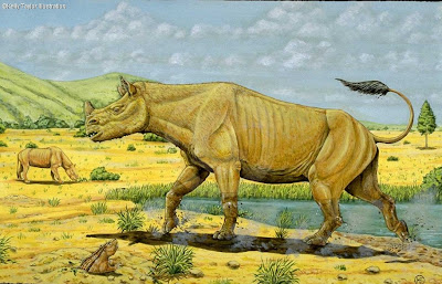 Rhinoceratidae extintos Menoceras