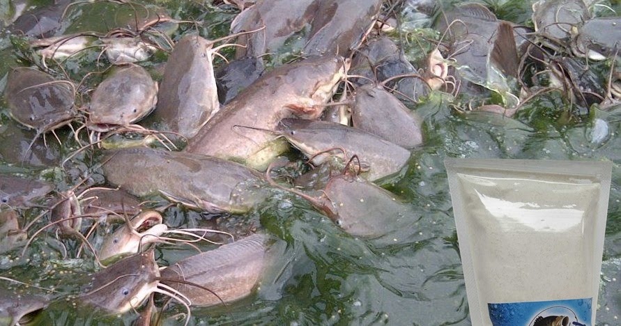 Master Umpan untuk Pengumpul Ikan - Toko Umpan Master Essen 100 % Asli