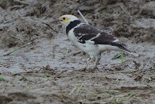 Black-collared Starling_2011