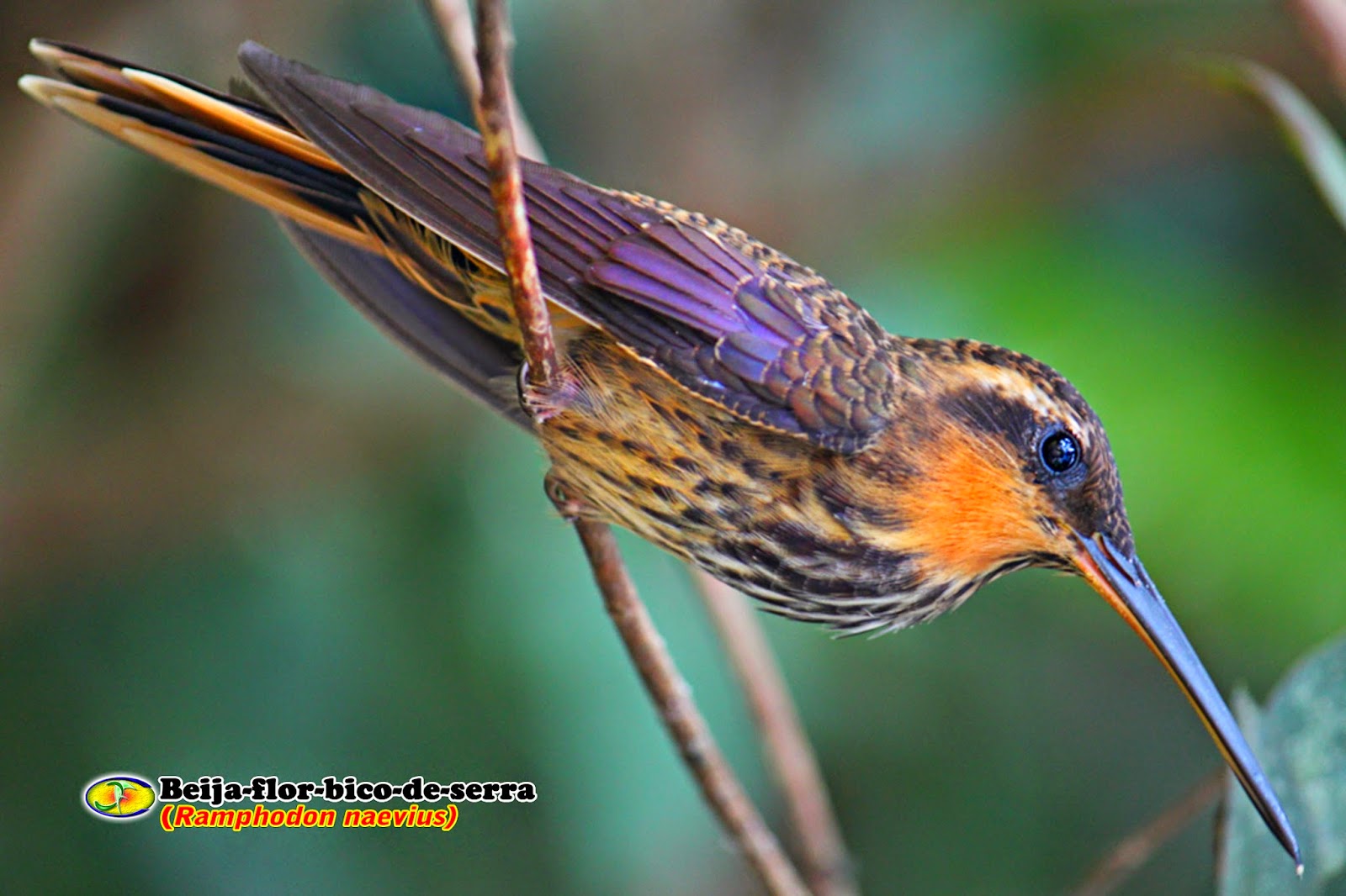 Zoologia Beijaflorbicodeserra (Ramphodon naevius) Zoologia Beijaflorbicodeserra (Ramphodon naevius)