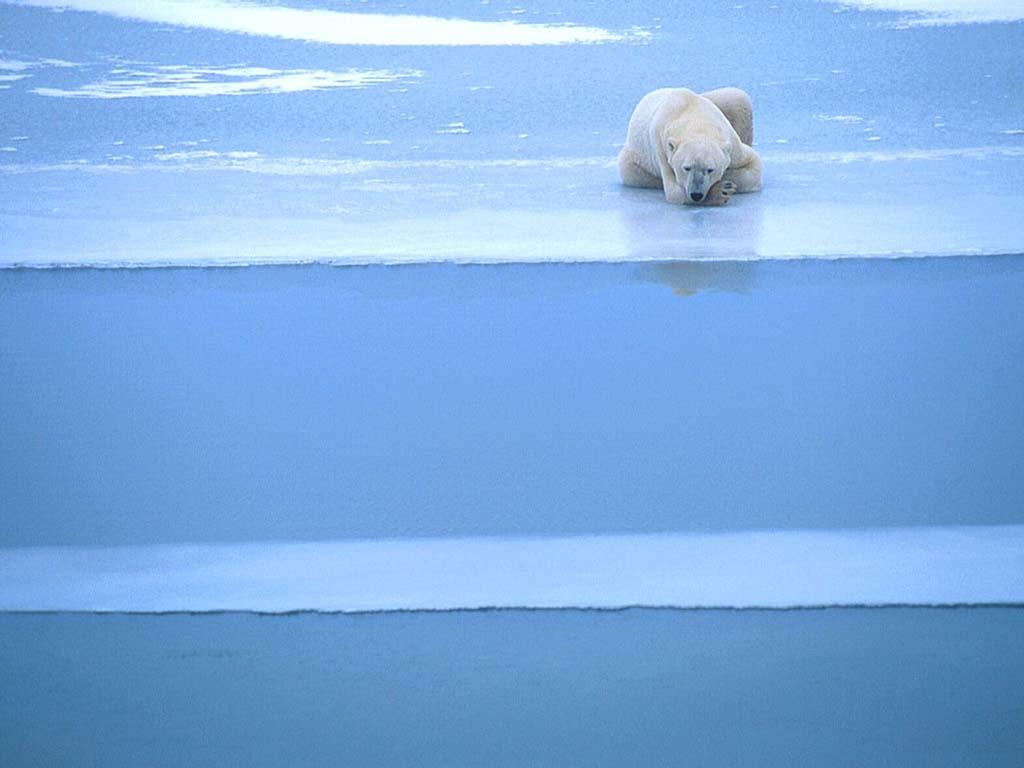 тающий мир. северный ледовитый океан белый медведь. белый мишка. сосульки на солнце. тающий мир.