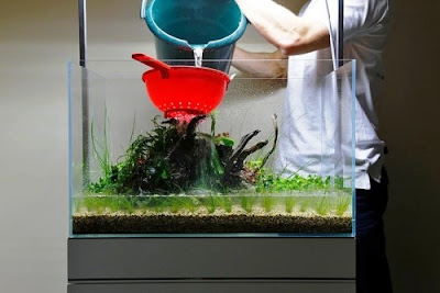 cara membuat aquascape cara membuat aquascape