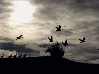 Libertad movimiento Antonio Skármeta