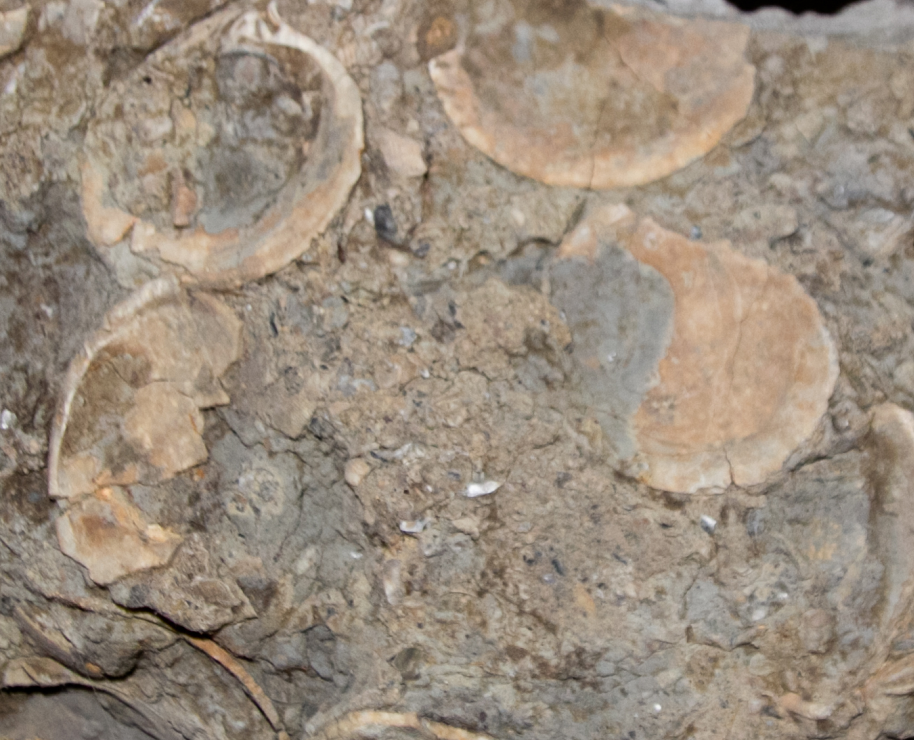 The Kansas Outback Fossilssixth in a series of the eight natural