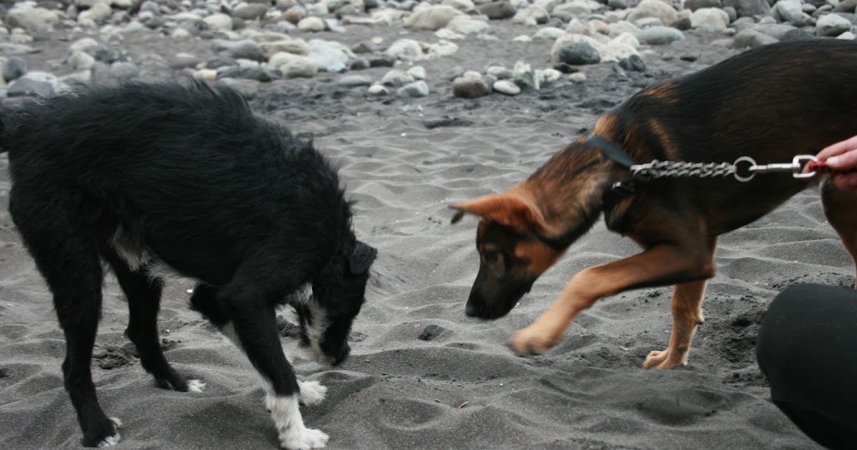 Canarian Sea Hundestrände auf Teneriffa Urlaub mit Hund