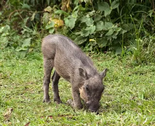 African wild pig are omnivorous eating both plants and meat.