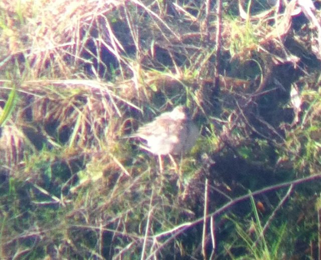 Blyth's Pipit - Yorkshire