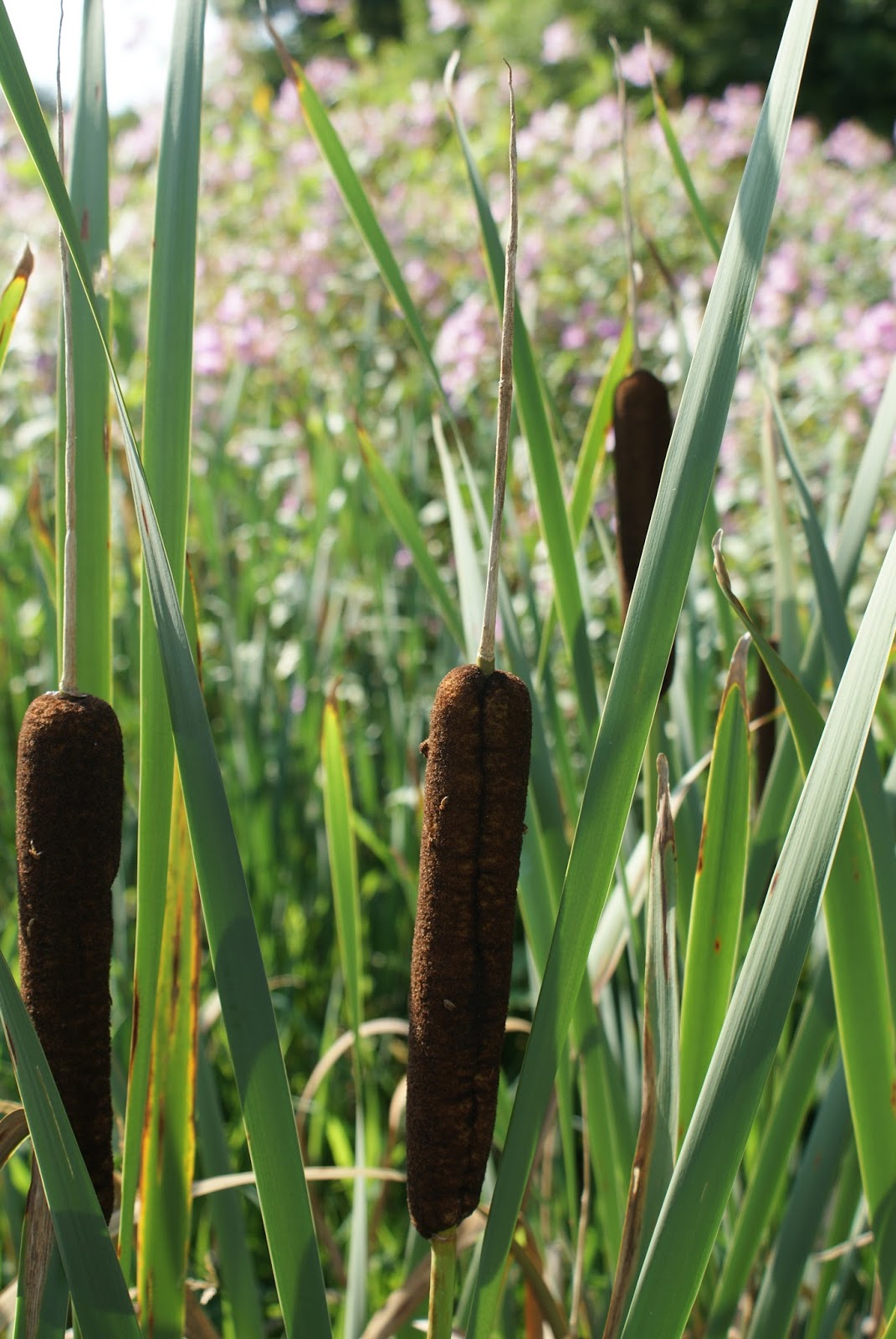 Kinver and Enville Flora and Fauna (SO88)