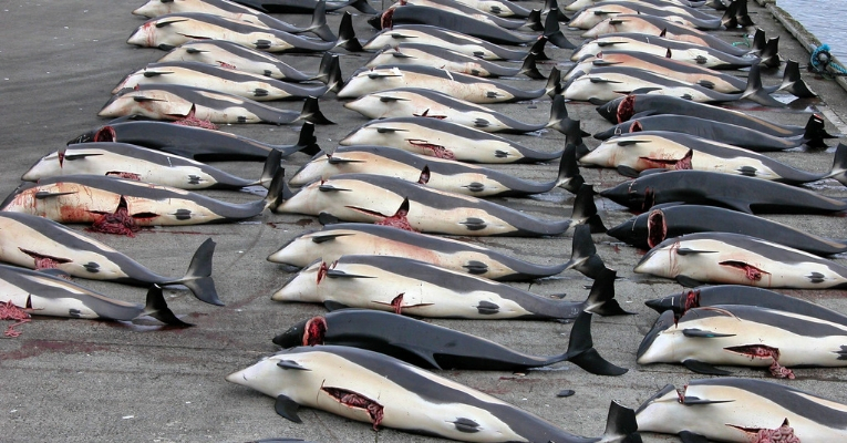 Iceland Plans To Kill More Than 2,000 Whales, Challenging The International Ban Again