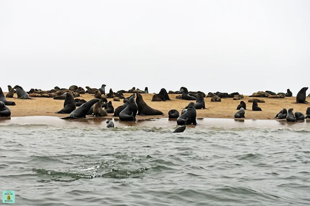 Pelican Point, Walvis Bay (Namibia)