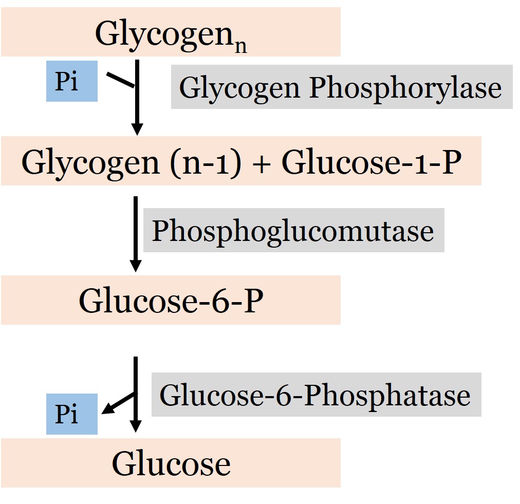 Carbohydrate Metabolism: MCQ on Glycogen Synthesis and Breakdown