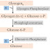 Carbohydrate Metabolism: MCQ on Glycogen Synthesis and Breakdown