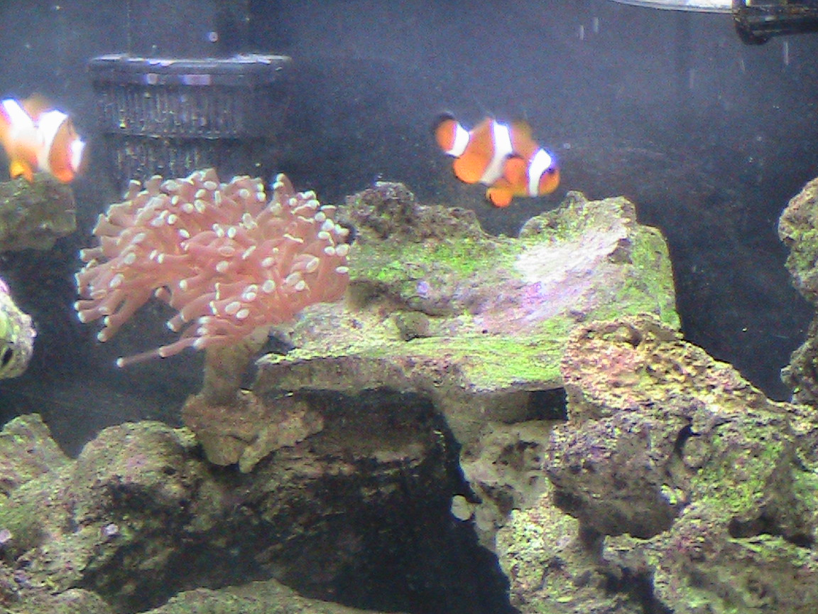 Zero's Reef Aquariums 20 Gallon Nano reef update