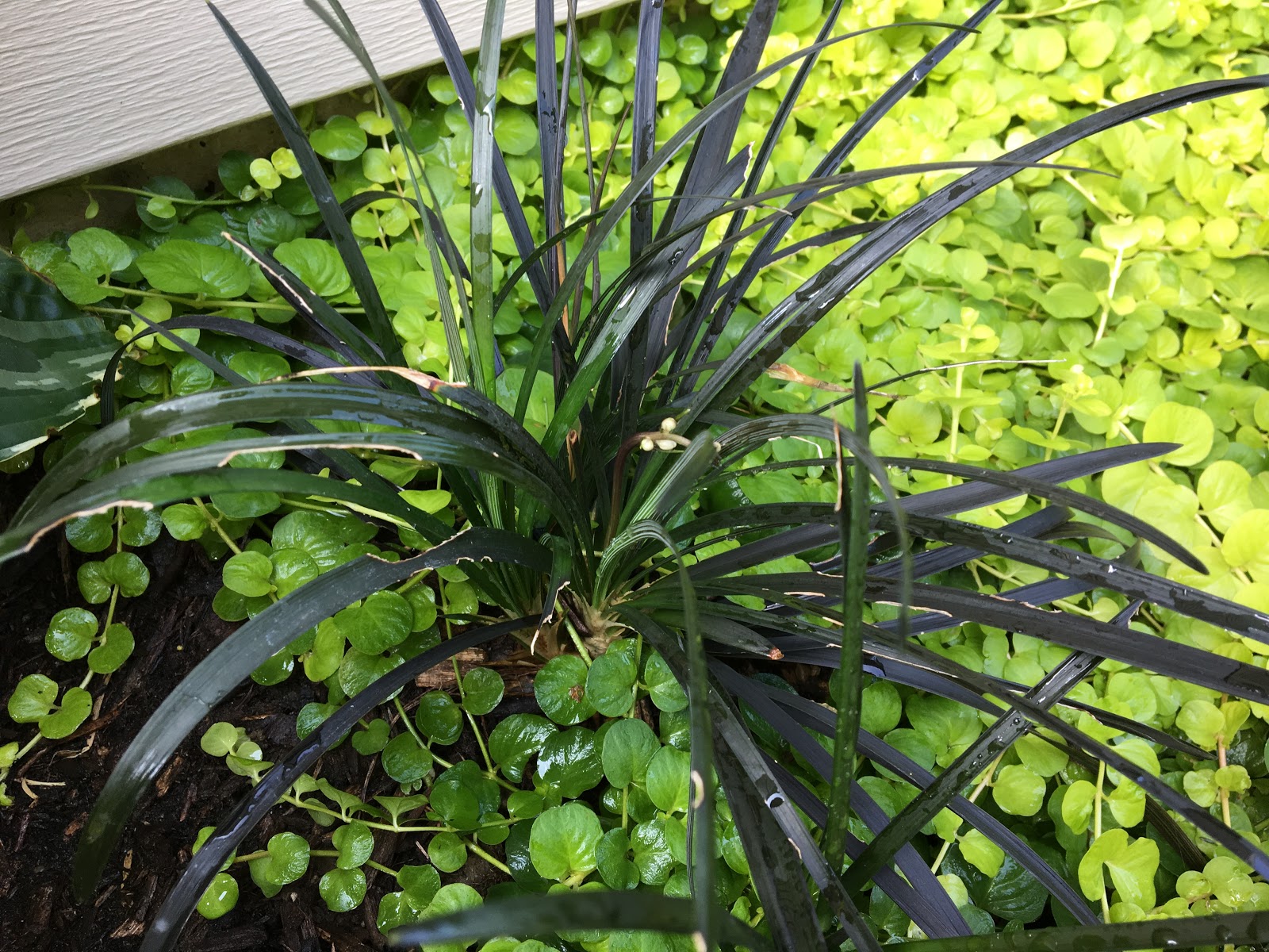 Great Combo: Black Mondo Grass and Golden Moneywort [Backyard Neophyte ...