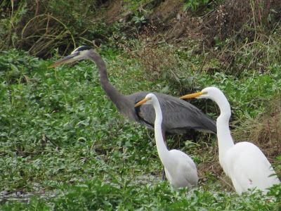 Sacramento National Wildlife Refuge