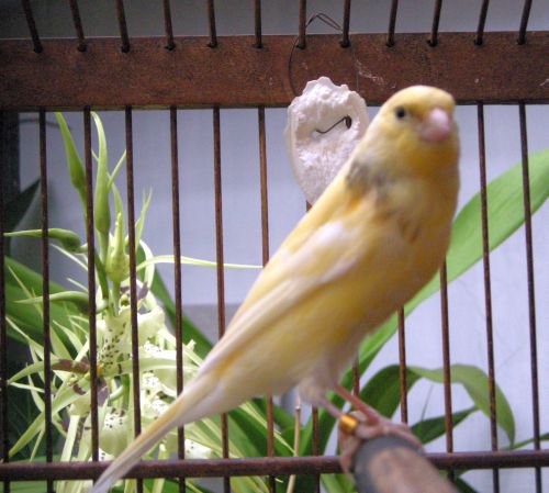 Harga Burung Kenari Orange Lokal Syurat G