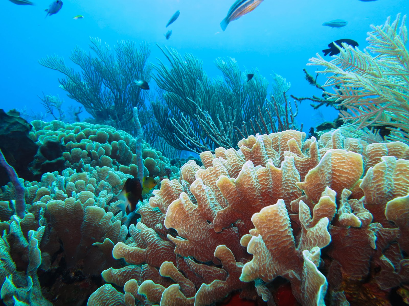 Coral reef | Earth Blog