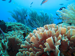 coral reef ecosystem marine environment reefs lives underwater save restoration bushehr impact heat studied corals under earth long pretty human
