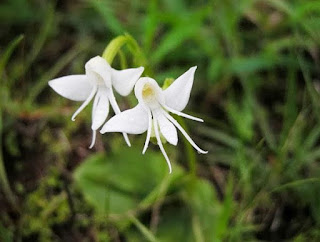 Melek Orkidesi