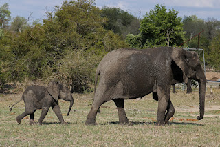 Kruger Game Reserve