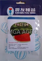 benih semangka f1 factor,benih semangka berbiji,semangka f1 factor,known you seed,lmga agro