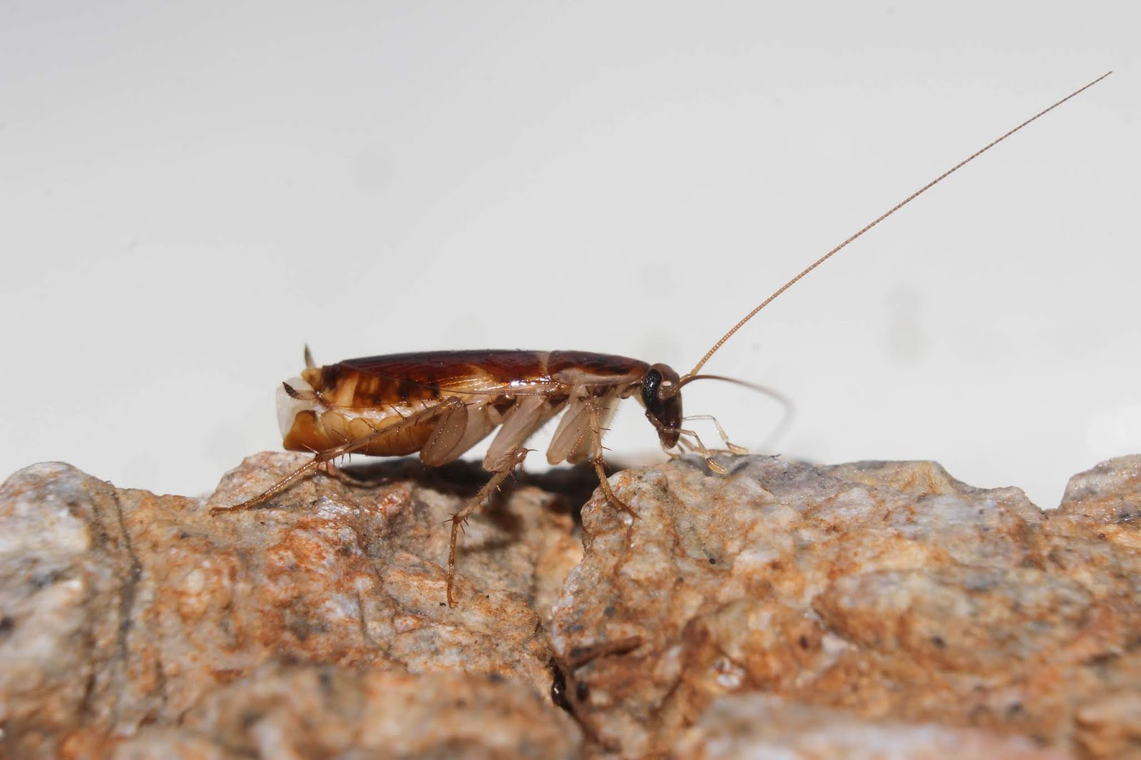 Biodiversity of Cyprus by NGO Protection of the Natural Heritage and ...