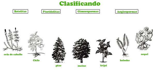 science class clasificación de las plantas 4º