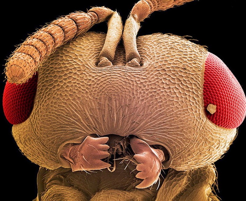 16 Terryfying Images From The Microscope - A wasp’s head