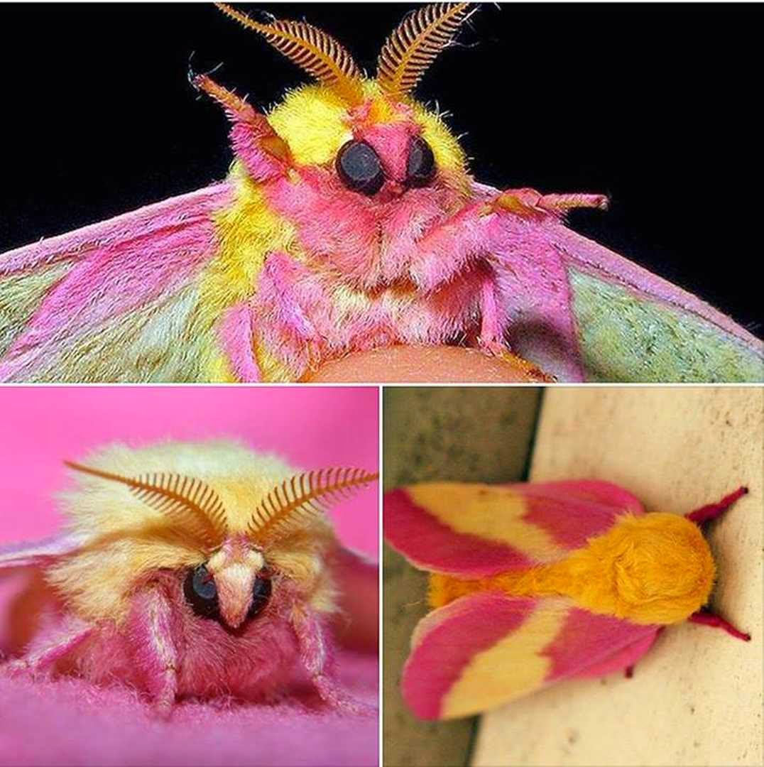 The Nicest Pictures The Rosy Maple Moth (Dryocampa rubicunda)
