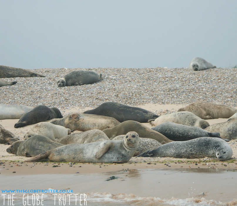 Seal watching at Blakeney Point Norfolk