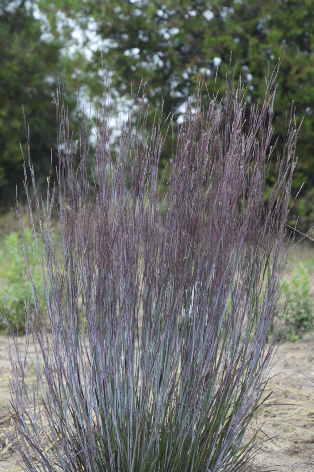 plantings with little blue stem grass plantings with little blue stem grass