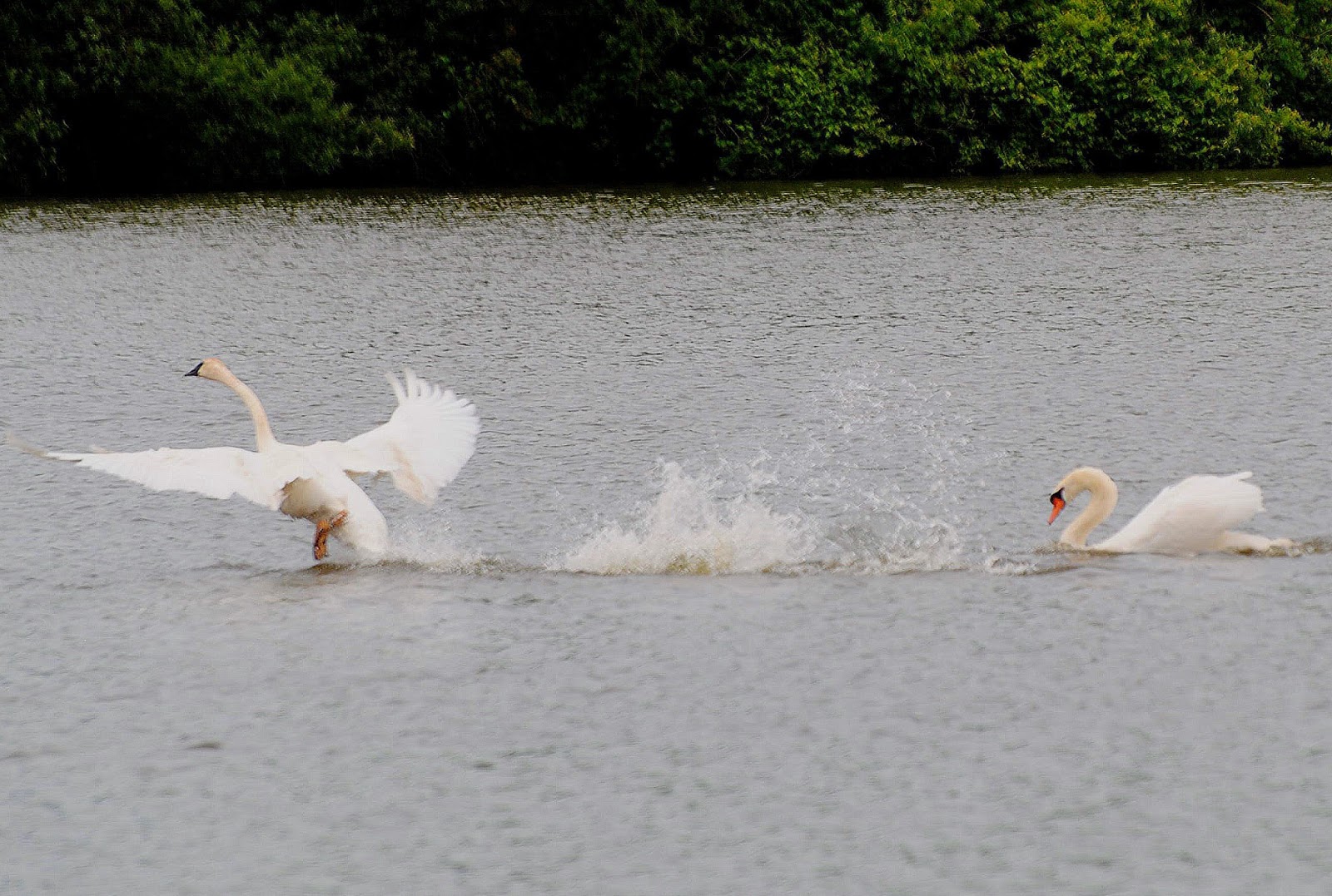 BARRY the BIRDER Swan Lake Markham