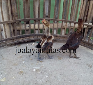Ayam Pelung Usia 1 Bulan