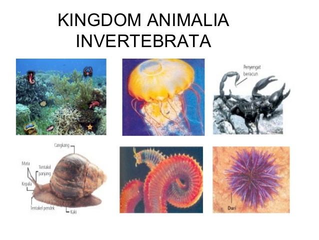 Klasifikasi Hewan Vertebrata dan Invertebrata 