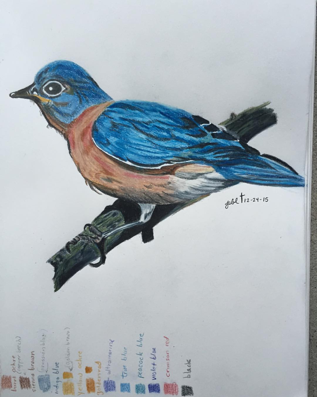 Altered Schoolmarm Birds in Colored Pencils