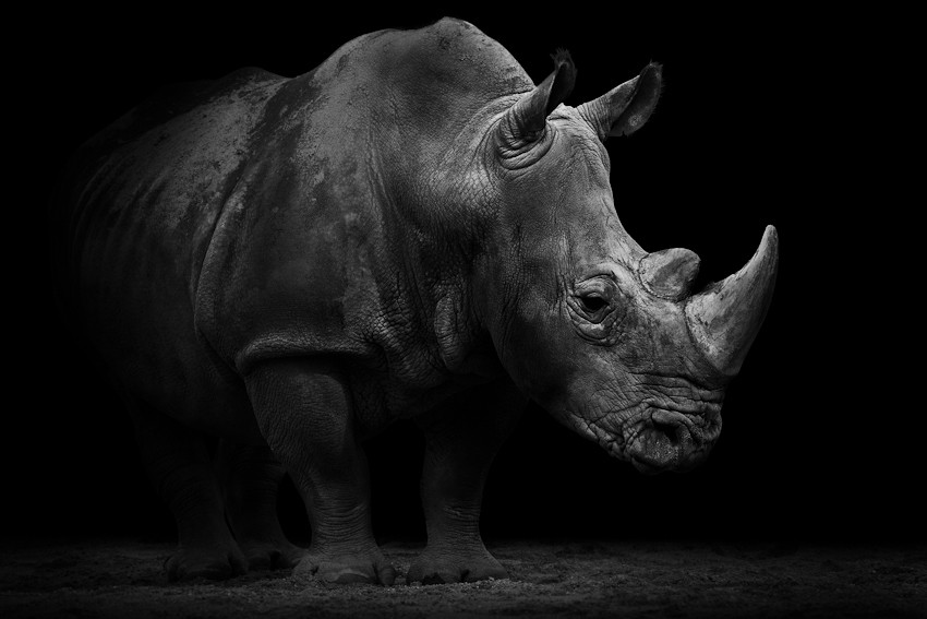 BEAUTY OF WILDLIFE: Collection Of World Best Black and White Photos Of
