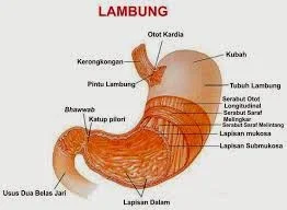 Lambung - berbagaireviews.com