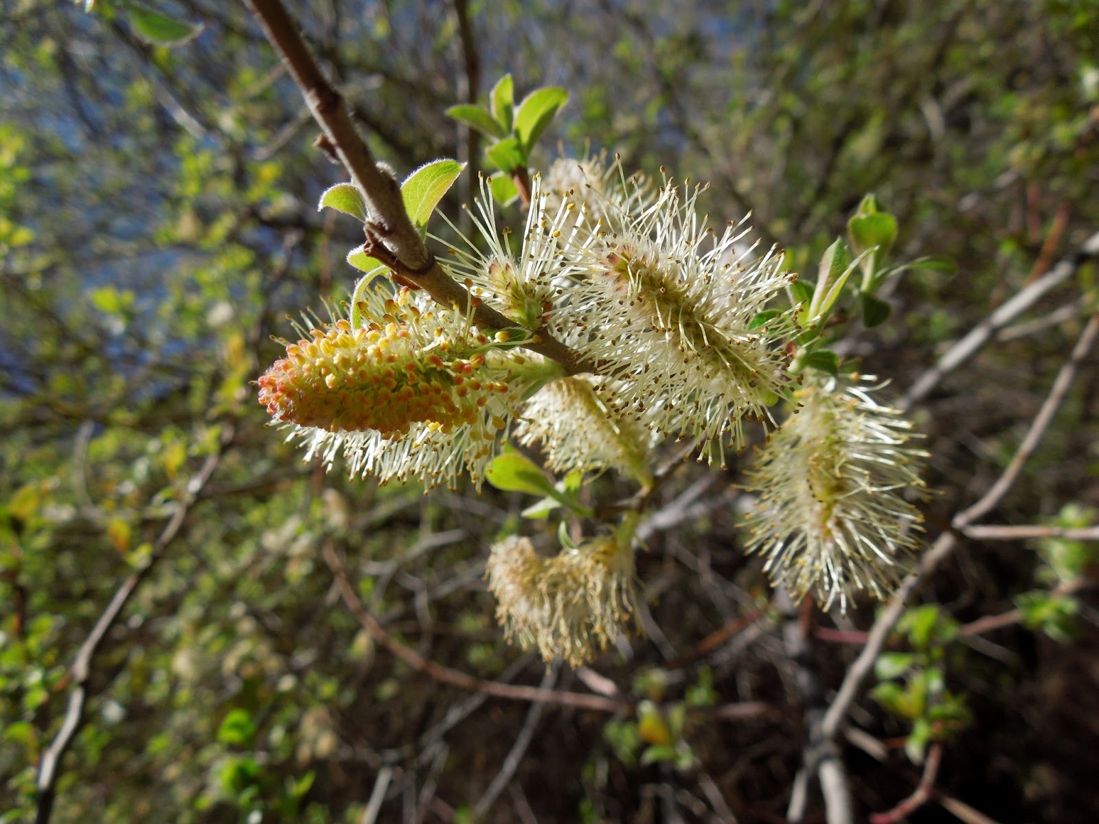 SAUCE BLANCO BOTÀNIC SERRAT