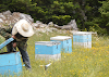 Επάγγελμα μελισσοκόμος: Οι χειρισμοί κάθε μήνα, τα έξοδα, οι τιμές των προϊόντων και όλα τα μυστικά!