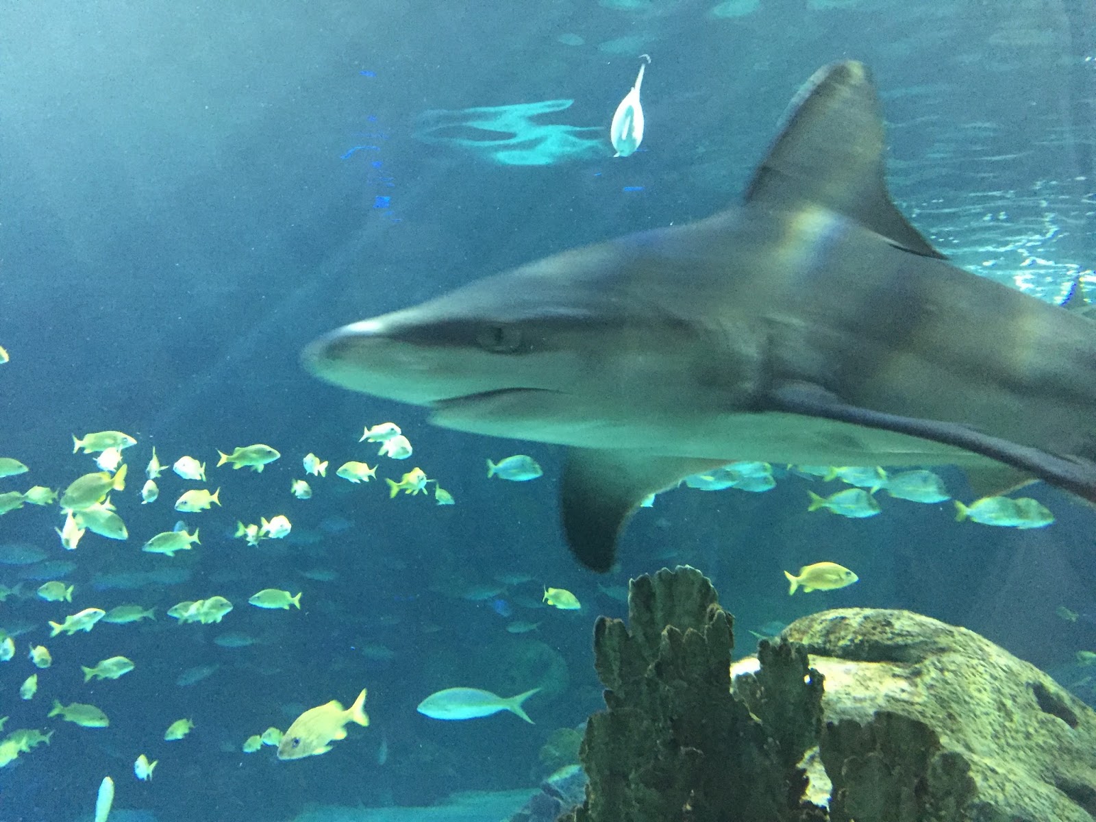 The Shekel Coins, Law, and Commentary Ripley's Aquarium of Canada