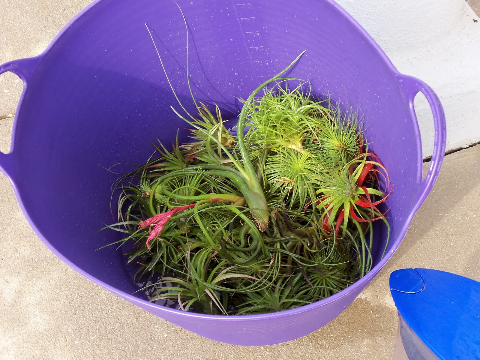 My Life Among the Lithops (and Other Strange Plants) Tillandsia Care