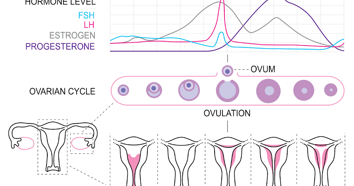 Ciclo ovarico y ciclo menstrual