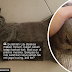 Kucing baka British Short Hair RM10,000 mati, pemilik kesal pihak kedai enggan bertanggungjawab