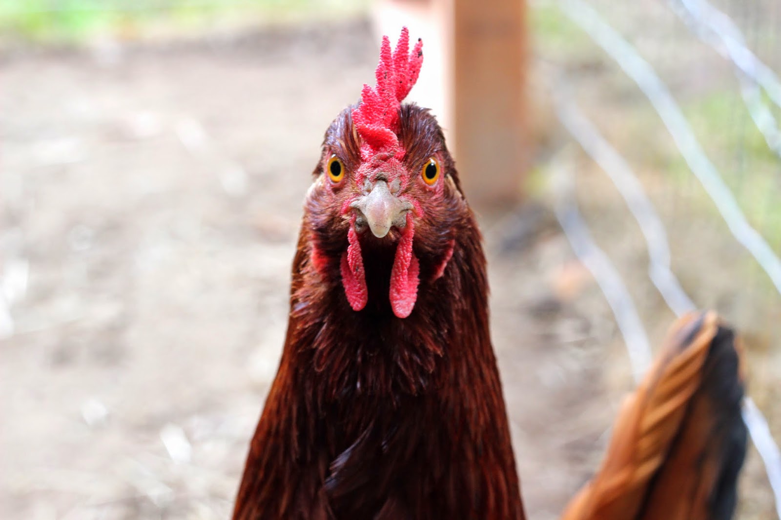 Rocky Top Ramblers Finishing Touchs on the Denver Chicken Coop