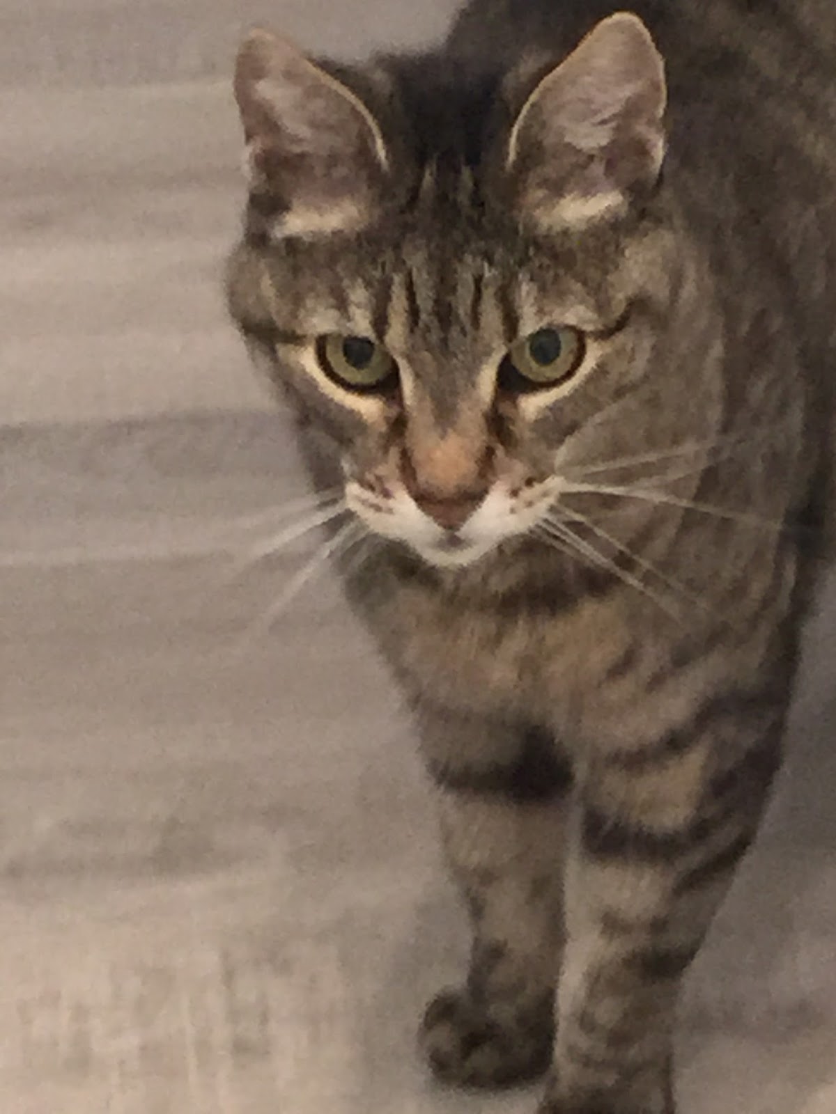 BestCareVet Tips and Resources Cats are not small dogs