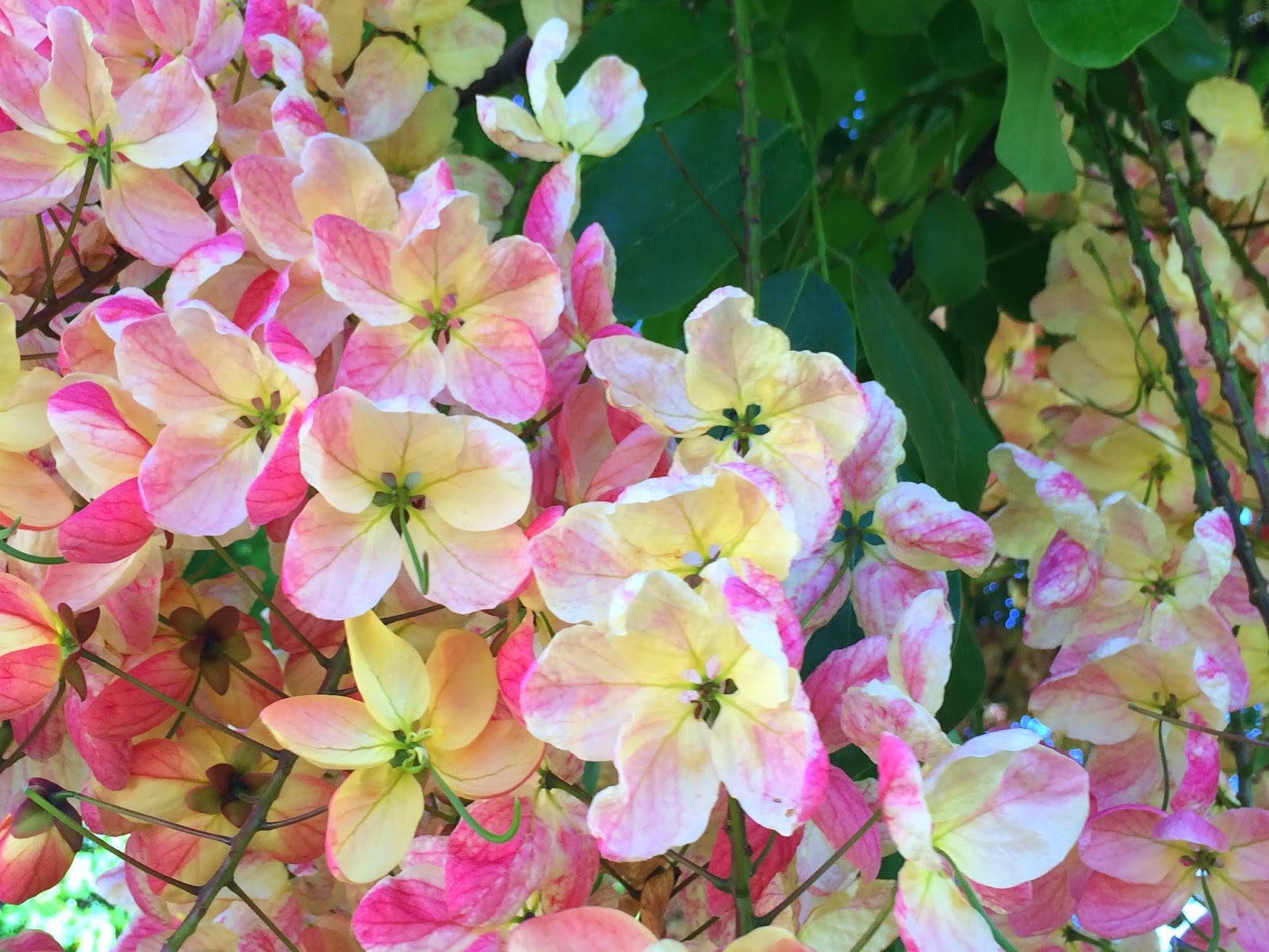 Aloha from Hawaii Rainbow Shower trees in the Rainbow state of Hawaii.