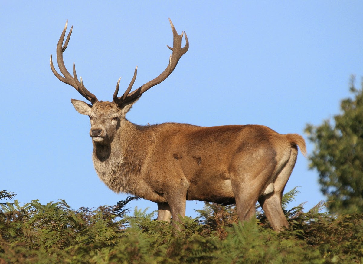 ANIMALS PICTURE: STAG PICTURES GALLERY 2 ANIMALS PICTURE: STAG PICTURES GALLERY 2