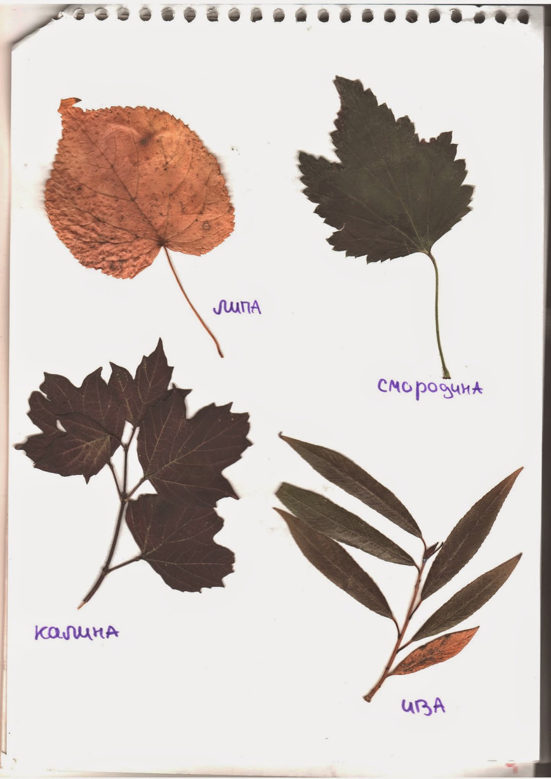Листья гинкго гербарий