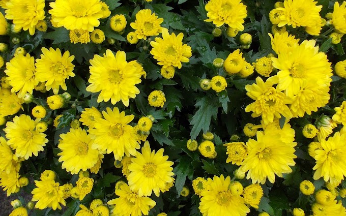 Mooie achtergrond met gele bloemen