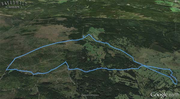 Wanderung Bayerischer Wald Rundtour Dreisessel Ploeckenstein